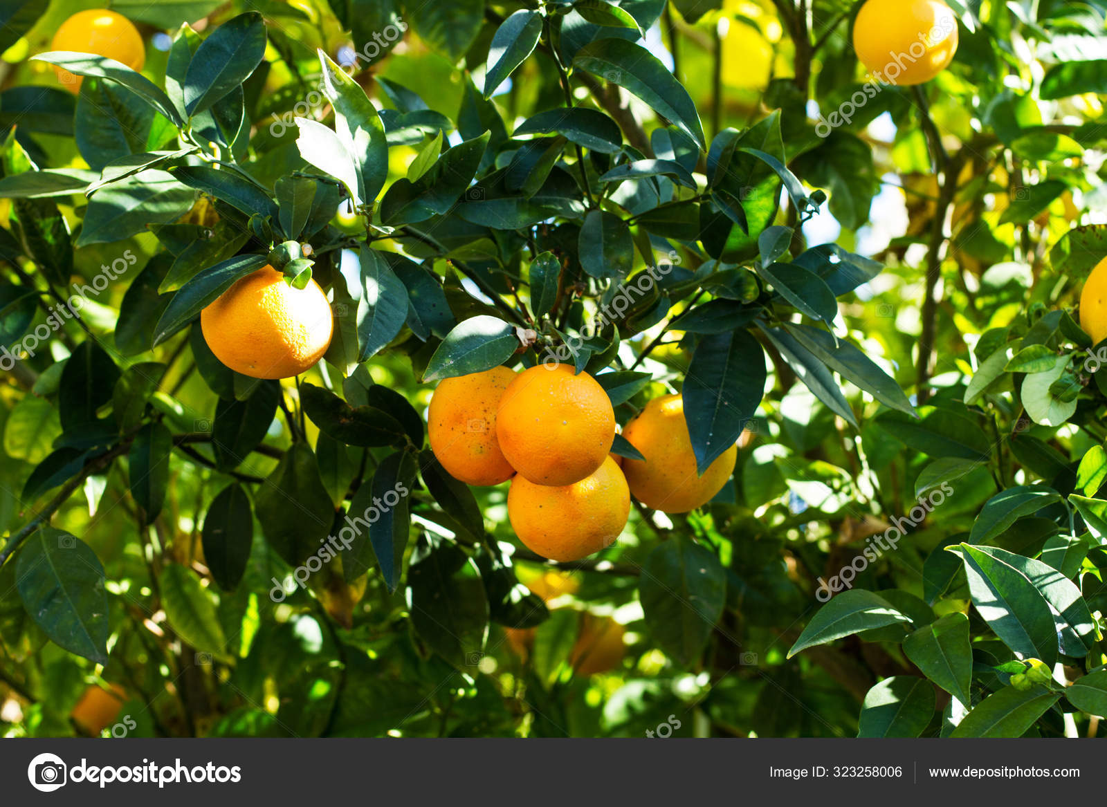 Orange Tree Leaves Fruits Sunny Day Stock Photo Image By C Merazul Orange Tree Leaves Fruits Sunny Day Stock Photo Image By C Merazul