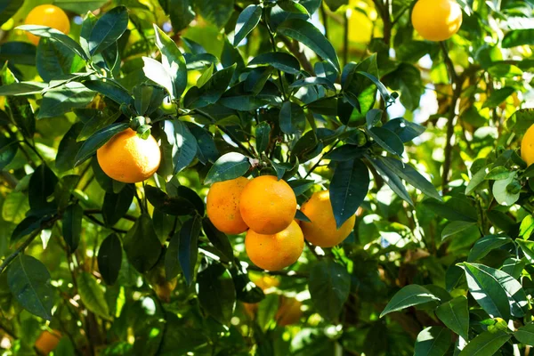 Orange Tree Leaves Fruits Sunny Day — Stock Photo, Image