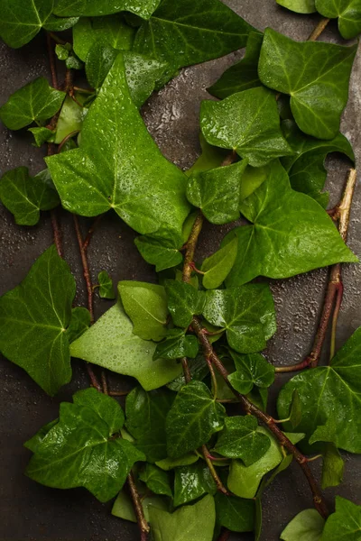 Part of a wet ivy on a metal wall in a top view