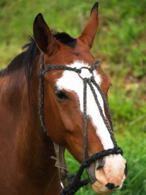 Manzarada bir at kafası