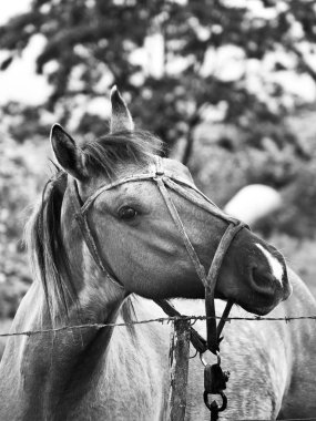 Beyaz ve siyah bir fotoğrafta bir at kafası.