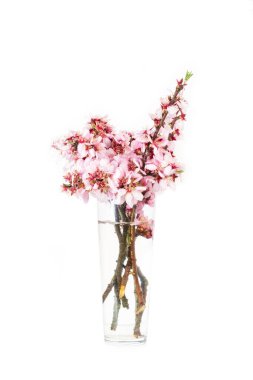 Badem ağacı dalları beyaz arkaplanda bir vazoda çiçek açar.