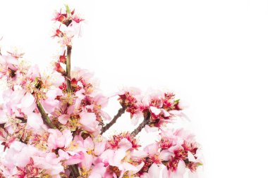 Beyaz arkaplanda açan badem ağacı dalları