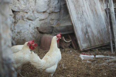 Ekolojik tavuk ve horozlar ile corral