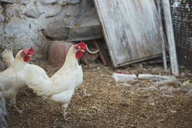 Ekolojik tavuk ve horozlar ile corral