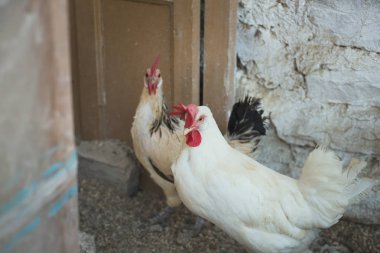 Ekolojik tavuk ve horozlar ile corral