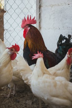 Ekolojik tavuk ve horozlar ile corral