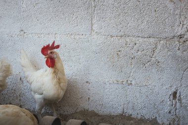 Ekolojik tavuk ve horozlar ile corral