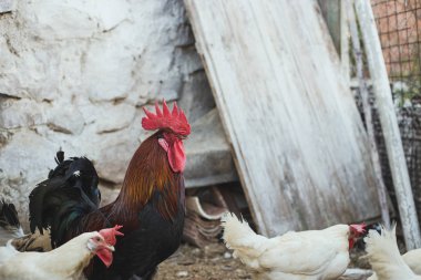 Ekolojik tavuk ve horozlar ile corral