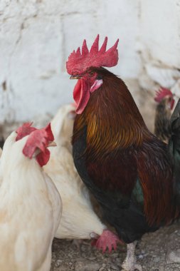 Ekolojik tavuk ve horozlar ile corral