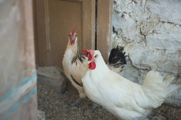 Ekolojik tavuk ve horozlar ile corral