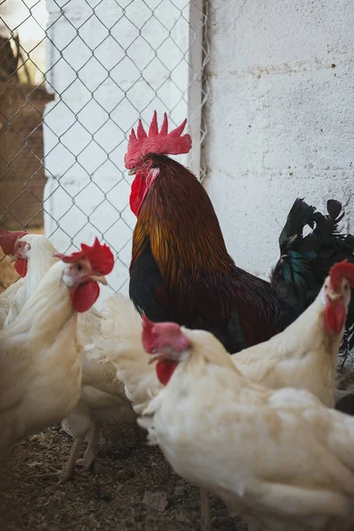 Ekolojik tavuk ve horozlar ile corral