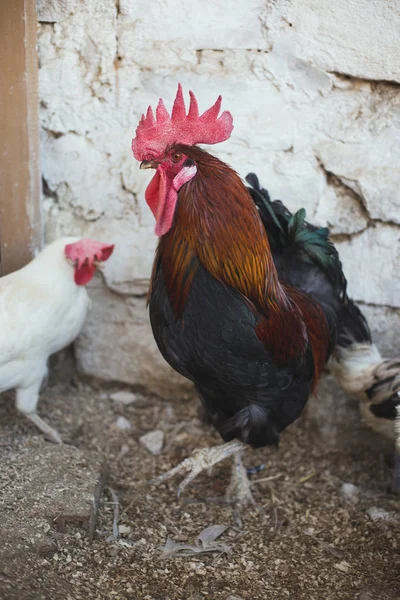 Ekolojik tavuk ve horozlar ile corral