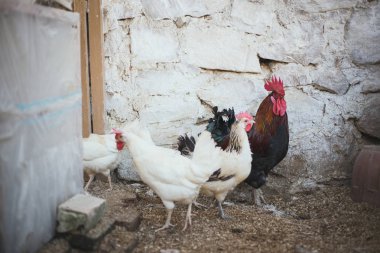 Ekolojik tavuk ve horozlar ile corral