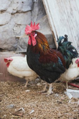 Ekolojik tavuk ve horozlar ile corral