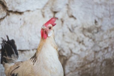 Ekolojik tavuk ve horozlar ile corral