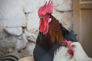 Ekolojik tavuk ve horozlar ile corral