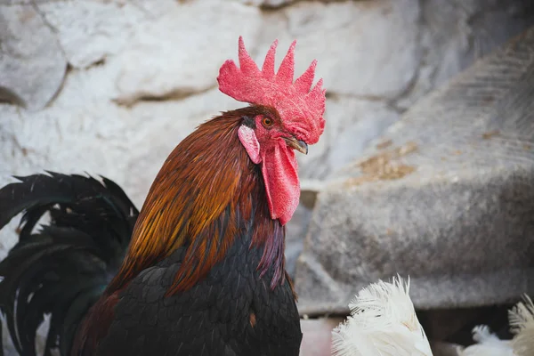 Ökológiai csirkék és kakasok karámba — Stock Fotó
