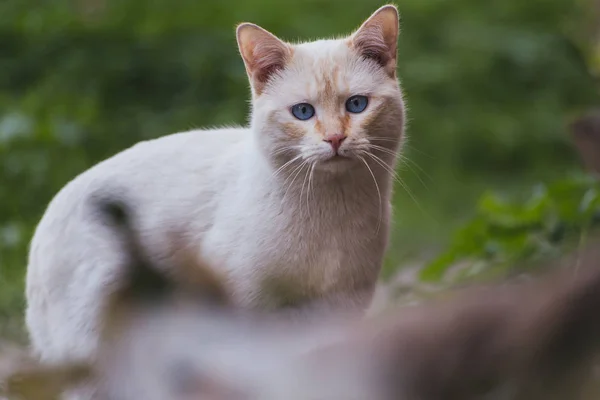 Bellissimi gatti in libertà — Foto Stock