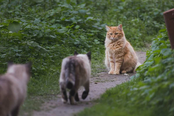 Bellissimi gatti in libertà — Foto Stock