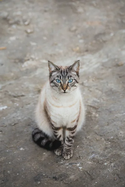 Bellissimi gatti in libertà — Foto Stock
