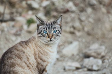 Serbest güzel cats