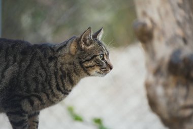 Serbest güzel cats