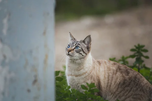 Bellissimi gatti in libertà — Foto Stock