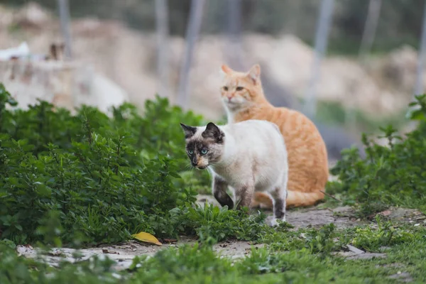 Bellissimi gatti in libertà — Foto Stock