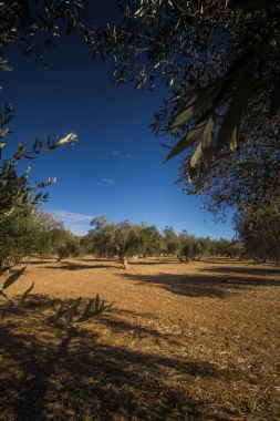 Zeytin ve zeytin ağaçları