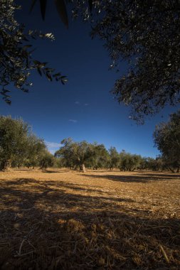 Zeytin ve zeytin ağaçları
