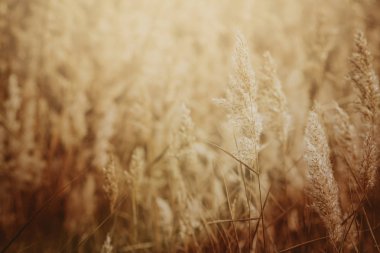 Göl kenarında sivri