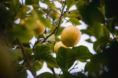 Limon ve ağaç, sarı ve yeşil