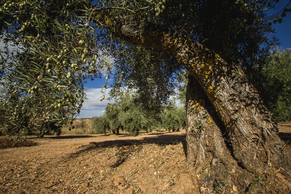 Aceitunas y olivos — Foto de Stock