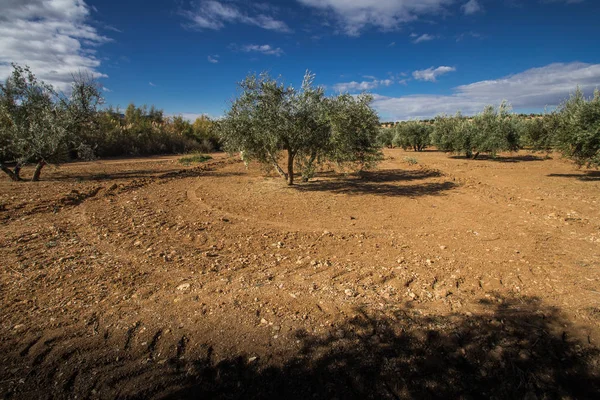 Olives and olive trees