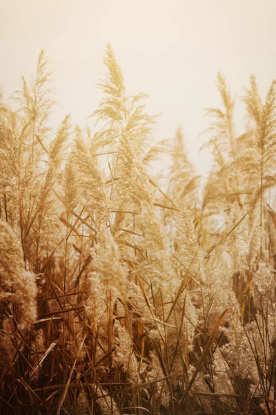 Des pointes au bord du lac — Photo