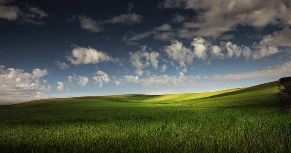 Paesaggio campo di picchi — Foto Stock