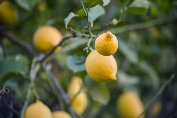 Limones y árbol, amarillo y verde — Foto de Stock