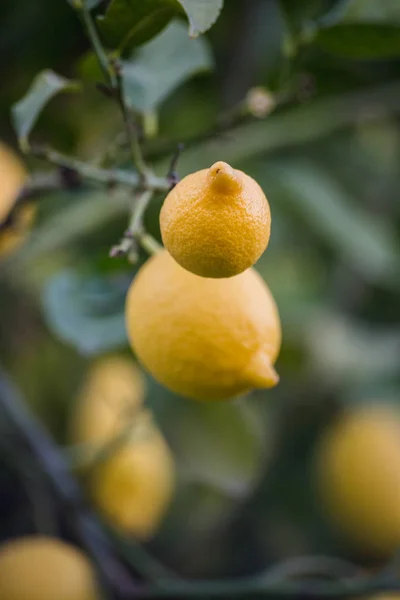 Limones y árbol, amarillo y verde — Foto de Stock