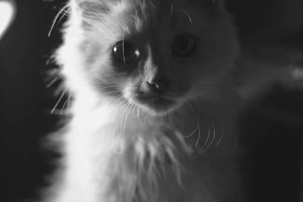 Liitle chaton blanc — Photo