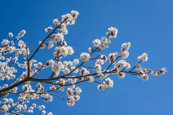 Spring flowering apricot tree — Stock Photo, Image