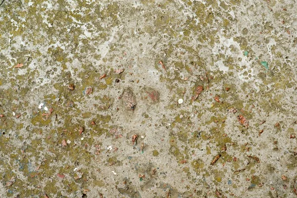 Concrete covered with moss — Stock Photo, Image
