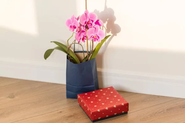 서 프 라이즈 선물 고 꽃입니다. 실내 바닥, 배경 빛 태양 벽, 복사 공간에 분홍색 난초와 선물 상자. — 스톡 사진