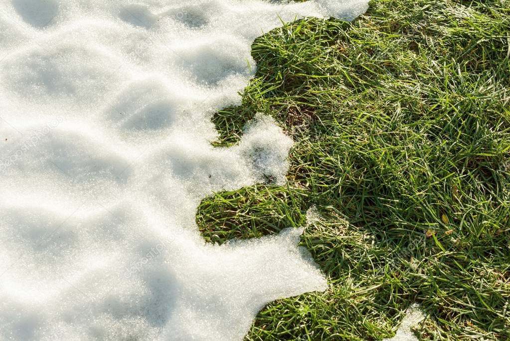 Hello spring, Melting snow on green grass close up - between winter and spring concept background