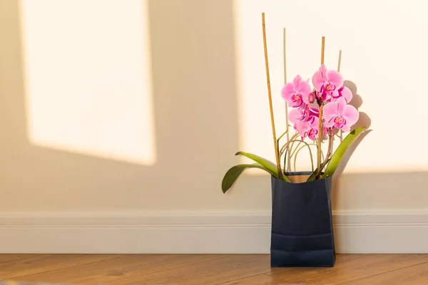 花のギフトバッグは、驚き。室内の床、背景ライト ソーラーウォール、コピー スペース ピンクの蘭. — ストック写真