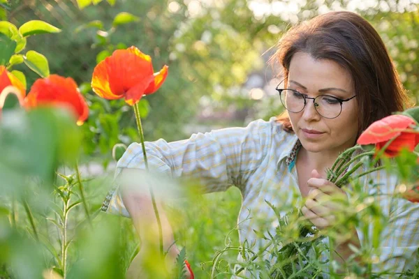 一个成熟的女人在春天的花园里切红罂粟花束 — 图库照片