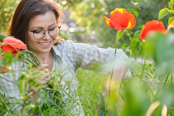 中年妇女在大自然中切花红罂粟 — 图库照片