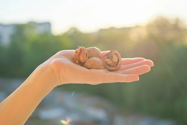 Walnuts closeup in hand, nature sunset sky background
