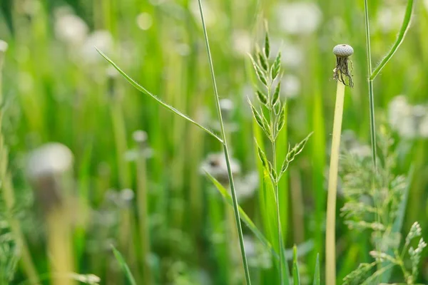 Green grass in the meadow, spring texture background — Stock Photo, Image