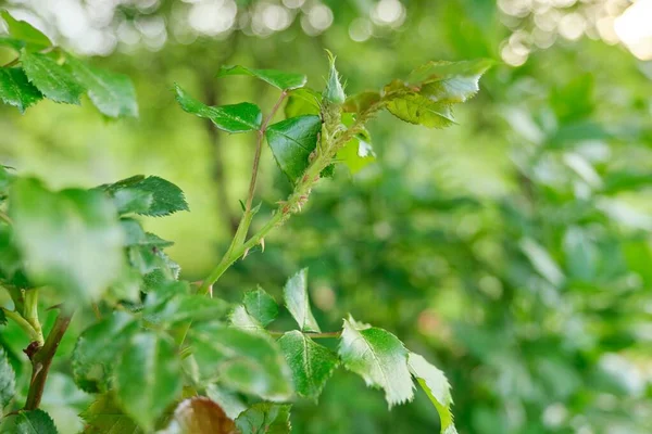 Stagione primaverile, cespuglio di rose, primi piani di insetti parassiti afidi — Foto Stock